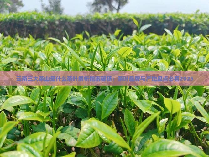 云南三大茶山是什么茶叶
