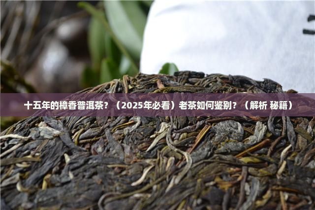 十五年的樟香普洱茶
