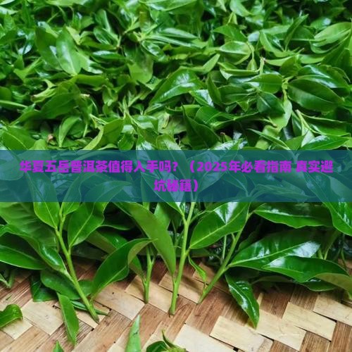 华夏五岳普洱茶