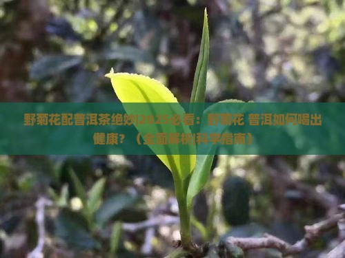 野菊花配普洱茶绝妙