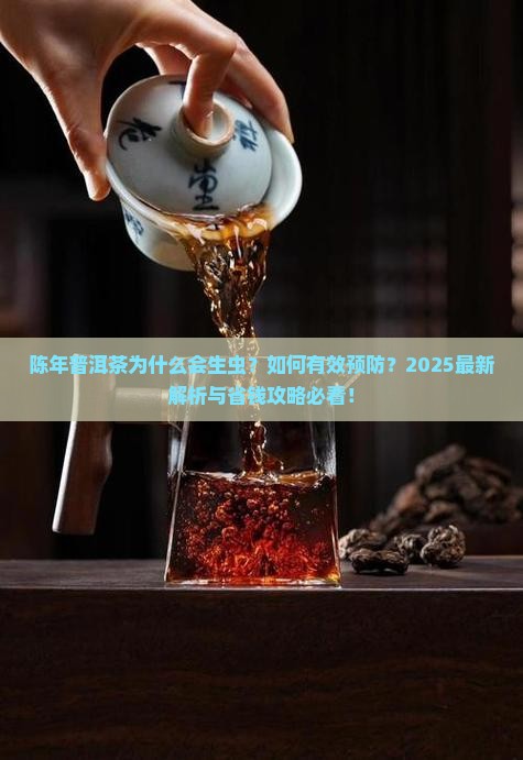 陈年普洱茶为什么会生虫