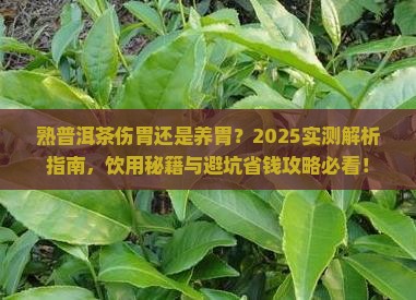 熟普洱茶对胃粘膜好吗能吃吗