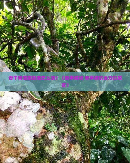 青干普洱茶怎么泡