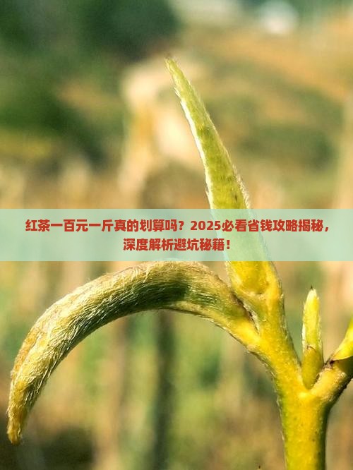 红茶一百元一斤