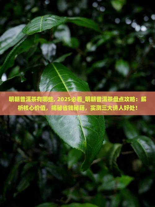 明朝普洱茶有哪些
