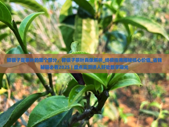 碎银子是茶叶的哪个部分