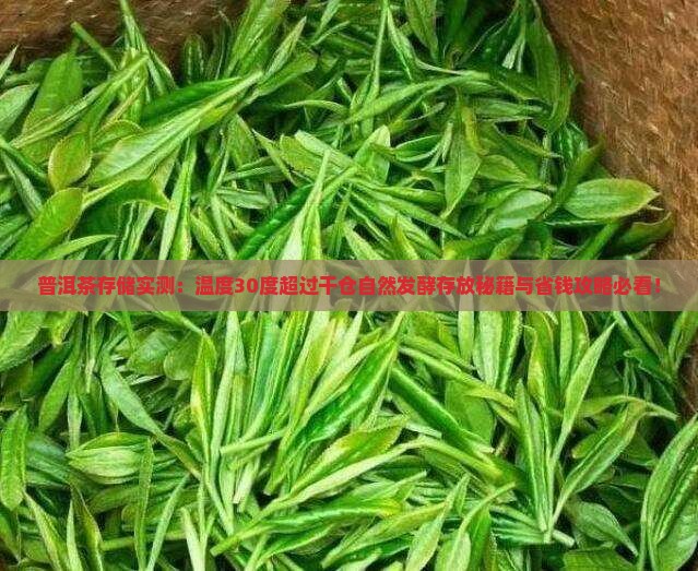存普洱茶温度30度