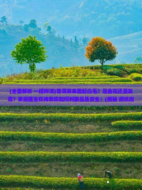 普洱茶表面起白毛