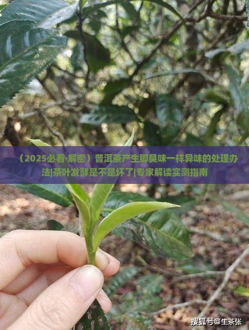 闻普洱茶像脚臭味一样怎么办