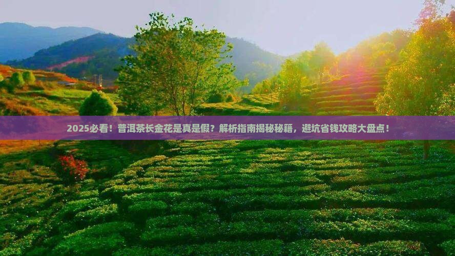 难得普洱茶长金花