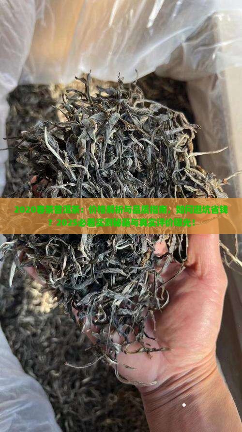 普洱茶2020春茶