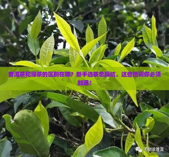 普洱茶和绿茶的区别在哪