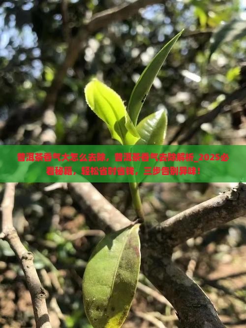 普洱茶香气大怎么去除