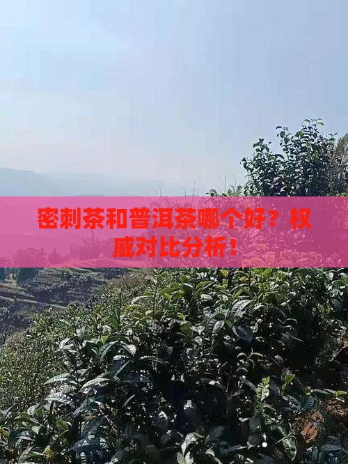 密刺茶和普洱茶哪个好