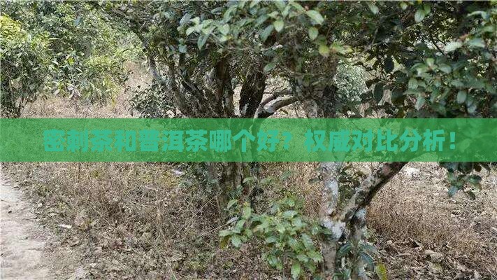 密刺茶和普洱茶哪个好