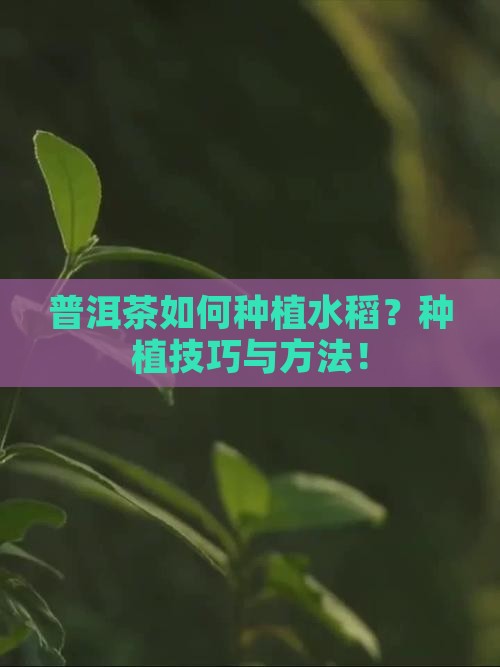 普洱茶如何种植水稻