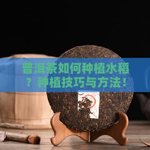 普洱茶如何种植水稻