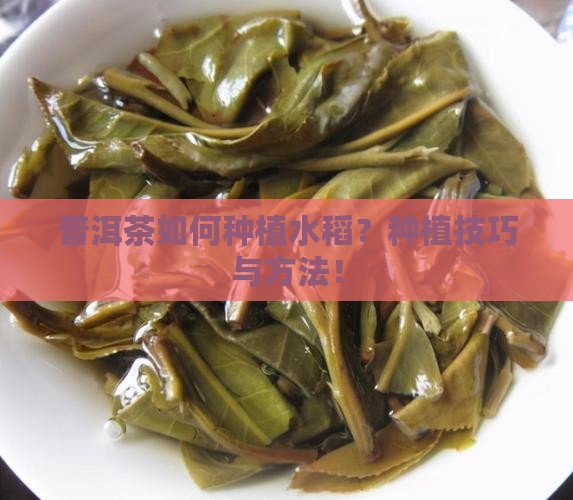 普洱茶如何种植水稻