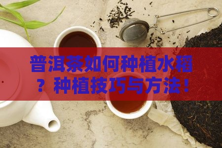 普洱茶如何种植水稻