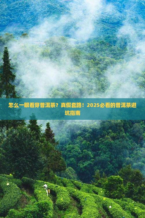 怎么样区别普洱茶