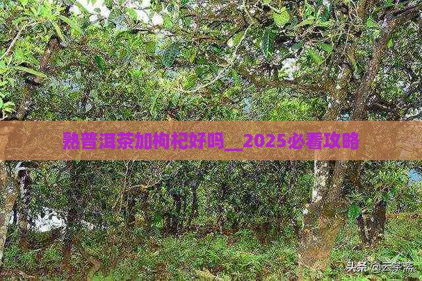 熟普洱茶加枸杞好吗