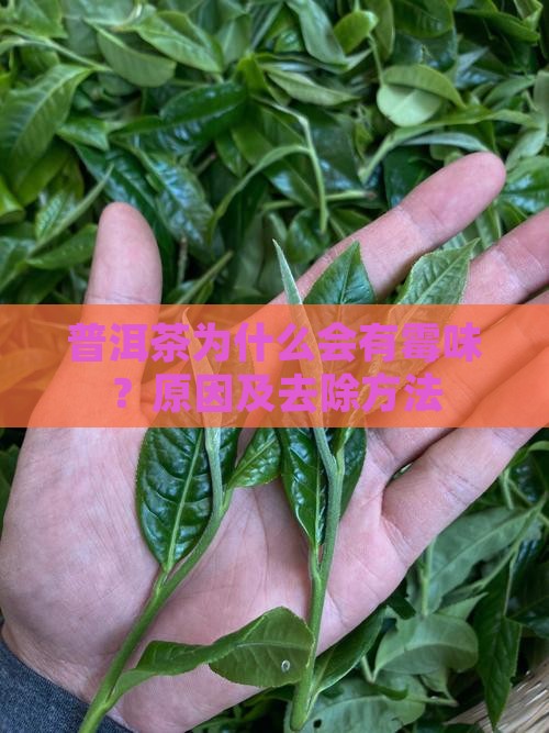普洱茶为什么要去霉味