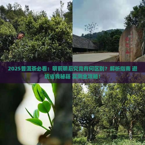 普洱茶分明前明后吗