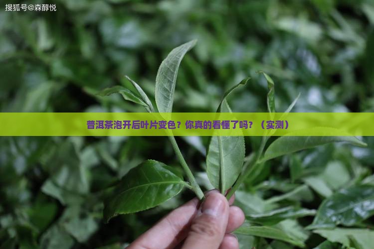 普洱茶泡后如何看叶片是否变色