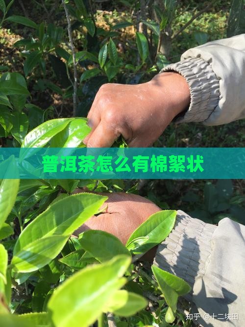 普洱茶怎么有棉絮状