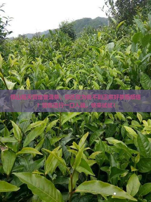 保山福天洞地普洱茶