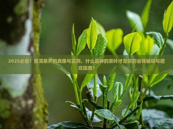 什么品种的普洱茶叶好