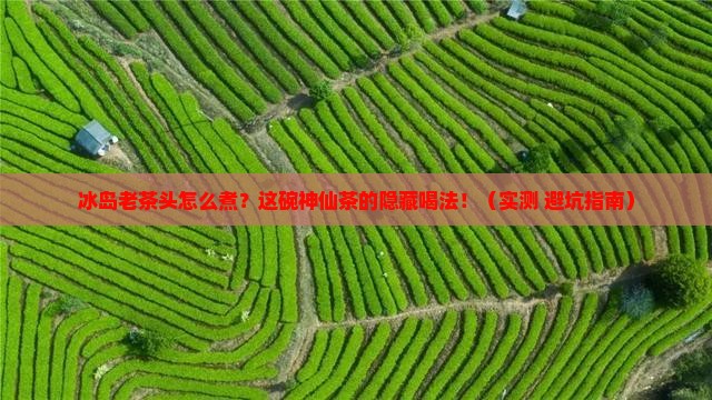 冰岛老茶头怎么煮