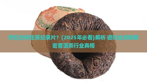 昔归古树生茶纪录片