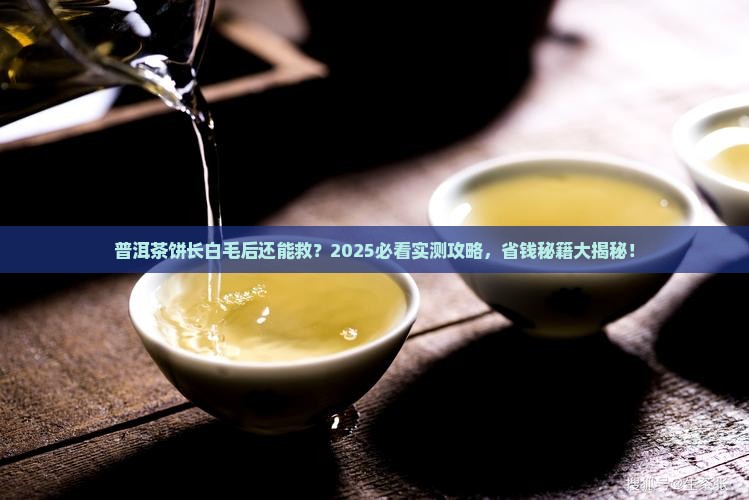 普洱茶饼长白毛再烘干