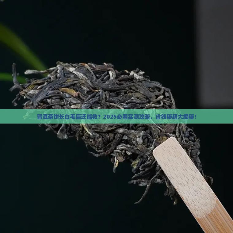 普洱茶饼长白毛再烘干