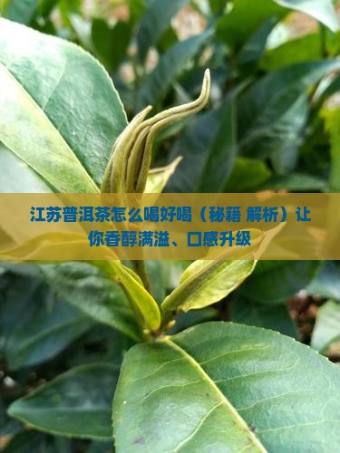 江苏普洱茶怎么喝好喝