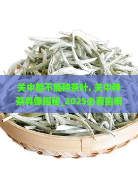 关中能不能种茶叶