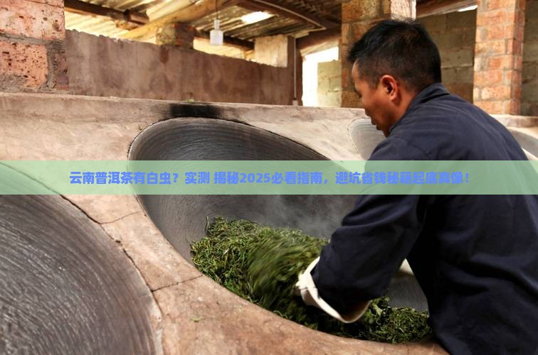 云南普洱茶有白虫