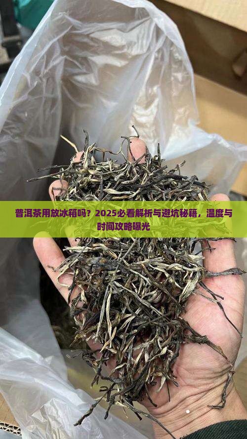 普洱茶用放冰箱吗