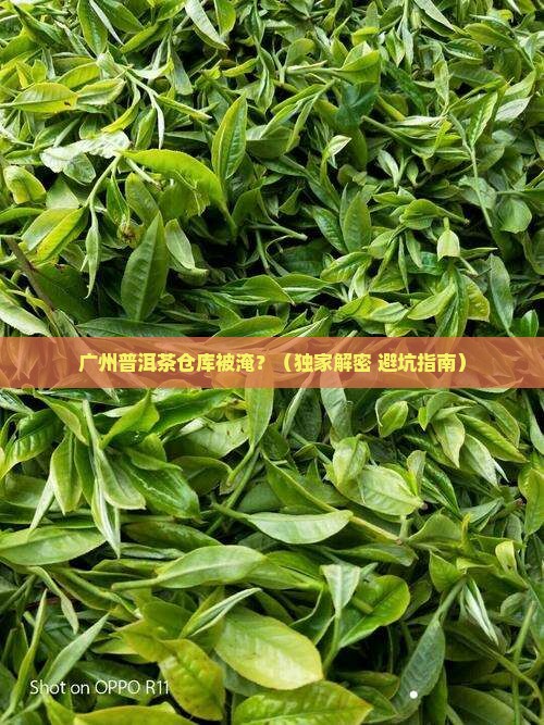 广州普洱茶仓库被淹