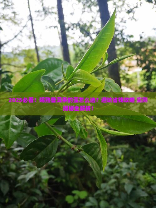 喝熟普洱茶的壶