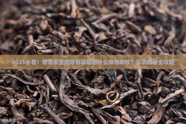 普洱茶里的芽有什么功效