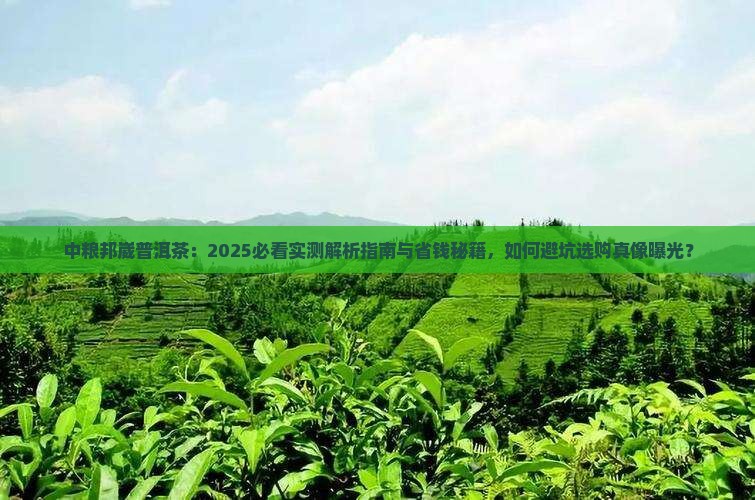 中粮邦崴普洱茶