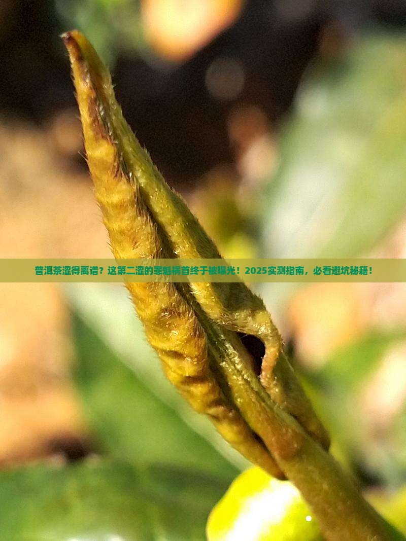 普洱茶第二涩的原因