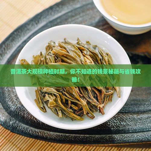普洱茶大规模种植时期 普洱茶大规模种植时期