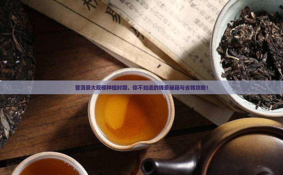 普洱茶大规模种植时期 普洱茶大规模种植时期