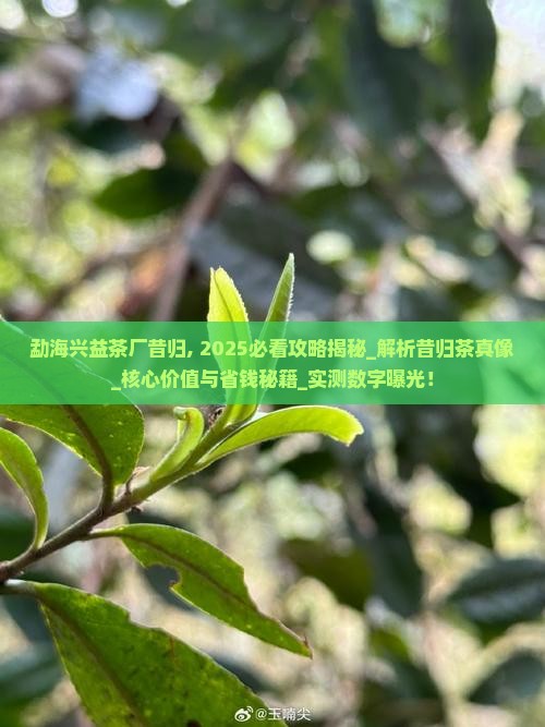 勐海兴益茶厂昔归