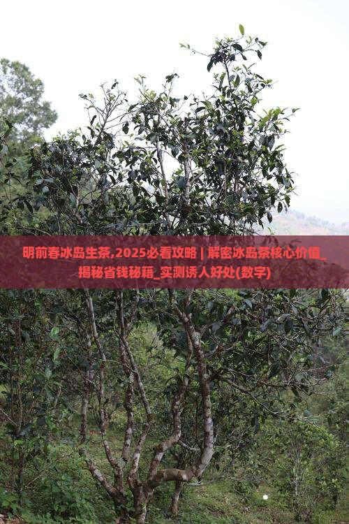 明前春冰岛生茶