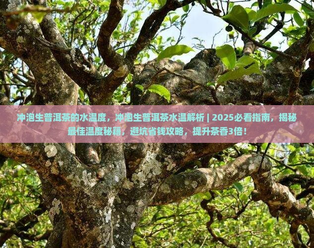 冲泡生普洱茶的水温度