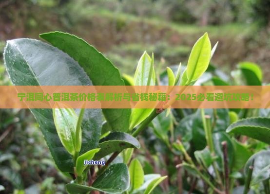 宁洱同心普洱茶价格表